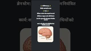 Brain  anatomy easy  Biology easy ️#biology #anatomy #neet #shorts #short #shortvideo #1m #1k #