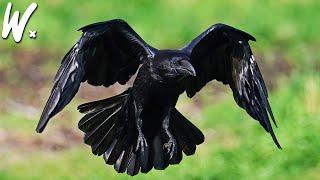 Ravens Can Outsmart Humans in the Jungle