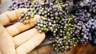 How to Eat Elderberries