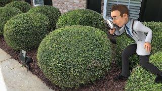 Trimming Round Ball Bushes