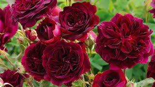 How to Grow Healthy Roses with Suzanne Hetrick