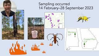 Thomas Sheehan - Beetle diversity in the imperiled longleaf pine ecosystem