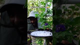 How to make BLUE salt with flowers  #herbal #culinary #easyrecipes