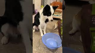 给你们看看边牧的800个心眼子 #狗狗 #边牧#动物#萌宠#宠物#异宠#animals#cute#funny#pets