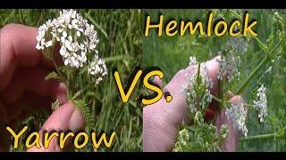 Poison Hemlock Identification and Yarrow Comparison