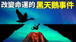 改變命運的黑天鵝事件一直在發生,我們該如何應對? | 暢銷書評《黑天鹅》(聽書,個人成長,人生智慧,有聲書,自我提升,心靈,財富,灰犀牛)