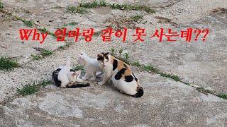 새끼 고양이 독립 과정 공개/인간이 보기엔 너무나 잔인하고 처절하다