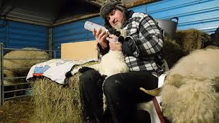 Lucky tails alpaca farm Valais black nose lambs