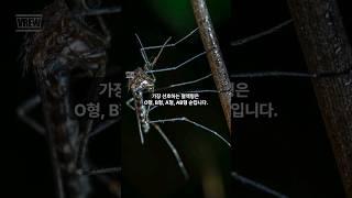 [30초] 당신이 몰랐던 모기의 재밌는  사실 3가지