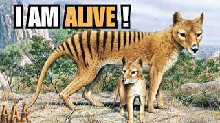 Groundbreaking Study Reveals ALL New Sightings of the Tasmanian Tiger!