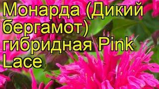 Монарда гибридная Пинк Лэйс. Краткий обзор, описание характеристик мonarda hybrida Pink Lace