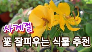 사계절 꽃피우는 식물 추천/ 베란다에서 키우기 좋은식물 추천 #꽃잘피우는식물