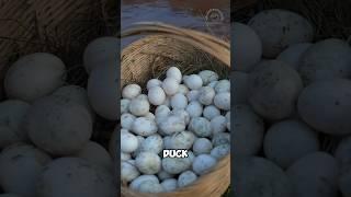 Eggs processed in strange way