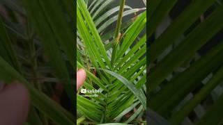 Arica Palm plants New leaf #shorts#viralshorts #TGMGardening Care tips