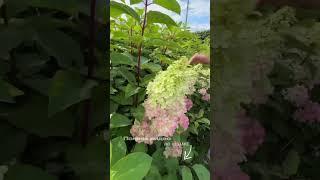 полное видео в профиле #садоводство #botanicalgarden #растения #пермь #ландшафт #ландшафтныйдизайн