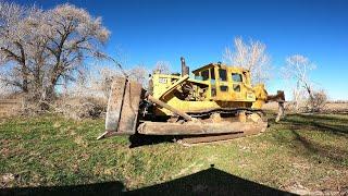 D9 Cat VS Giant Tree