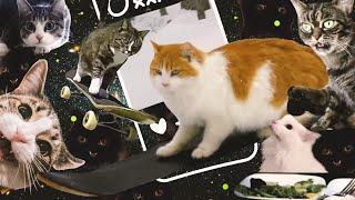 Who Made Cats the Kings of the Internet?