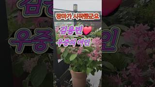 ️김용빈️우중의여인️장마가 시작입니다 ️장마대비 잘하세요️️