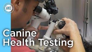 Canine Health Testing