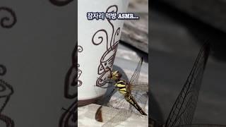#shots 잠자리 먹방 ASMR…