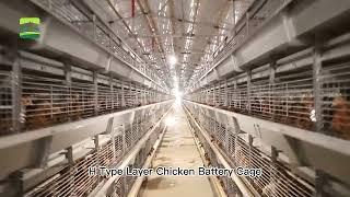 GREAT FARM Cage Chicken Farming, Millions of profit! How to become successful in raising poultry?