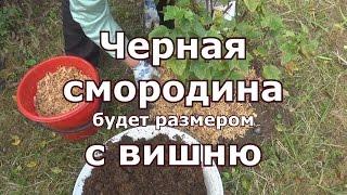 Уход за черной смородиной осенью, рыхление, нужная подкормка, обрезка, мульчирование, черенкование