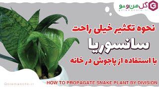 نحوه تکثیر سانسوریا از طریق پاجوش - propagate  sansevieria by division