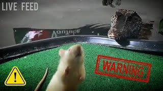 When Pet Croc's Feed on Live Prey : *WARNING* LIVE FEED