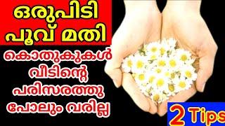 പൂക്കൾ കൊണ്ടുള്ള ഈ കിടിലൻ പരിപാടി കണ്ടു നോക്കൂ നിങ്ങൾ ഞെട്ടിപ്പോകും | Amazing Kitchen  Tips