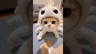 捕捉到一只害羞的耄耋猫 #哈基米 #抽象 #耄耋猫 #萌宠 #小奶猫