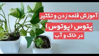 آموزش نحوه قلمه زدن و تکثیر پتوس (پوتوس) در آب و خاک - cutting Epipremnum