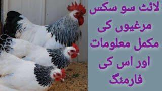 TOP FANCY HENS IN PAKISTAN | LIGHT SUSSEX