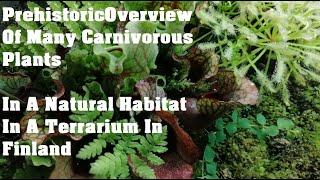 Prehistoric Overview Of Many Carnivorous Plants In A Natural Habitat In A Terrarium In Finland