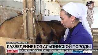 Поголовье альпийских коз планируют увеличить в Атырауской области