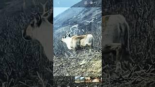 #순록 #Reindeer #알래스카 #Alaska #멋지다 #shorts