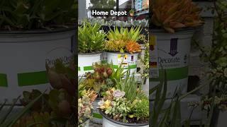 Home Depot Succulent Arrangements