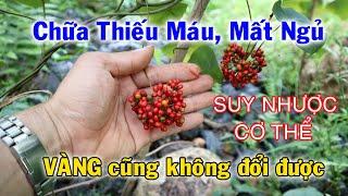 Bình vôi đỏ, cây Thuốc Quý Hiếm Chữa Thiếu Máu, Mất Ngủ rất hay | THAODUOC.NET