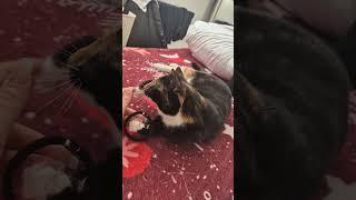 #playfulkitties #adorablecats #catlover #viralcat #fluffykitties #catcompilationvideos #catvideos