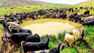 Roaming with Sheep: The Life of a Nomadic Shepherd Boy #IRAN