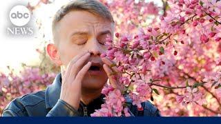 Patel it like it is: How to combat seasonal allergies | ABCNL