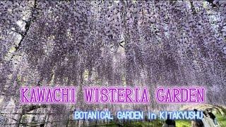 KAWACHI WISTERIA GARDEN #botanicalgarden in KITAKYUSHU#amazingflowers /GG ADVENTURE LOVER’S