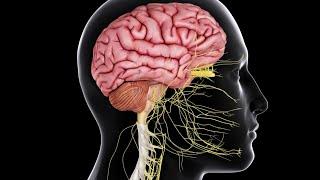 Anatomy of the Nervous System (general aspects) (lecture)