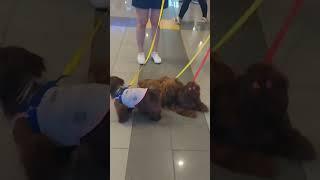 Shih Tzu #dog #shorts  #shortvideo #shortsfeed #youtubeshorts