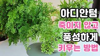 아디안텀 고사리 키우기ㅣ이것 만 하지 않아도 잎마름 없이 키울 수 있어요ㅣ 습도 고민 해결, adiantum fern 풍성하게 키우는 방법