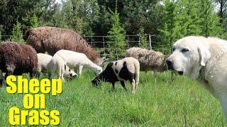 Sheep on Grass