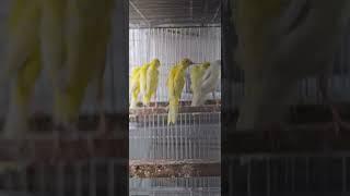 Giboso Canary||Canary finch||European bird #finch #canary #mps farm