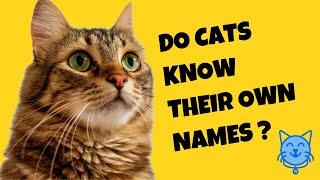 Do Cats Know Their Own Names? - Cat's Knowhow