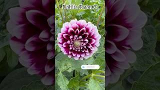 Dahlia ´Ryan C’ #dahlia #dahliacollections #dahliagarden #asteraceae #flowers #fleurs #annualflower