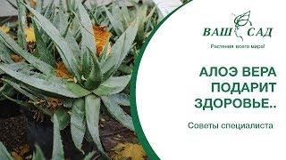 Алоэ Вера подарит вам ЗДОРОВЬЕ... Советы специалиста Ваш сад