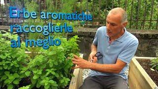 I segreti delle Erbe Aromatiche - parte 2